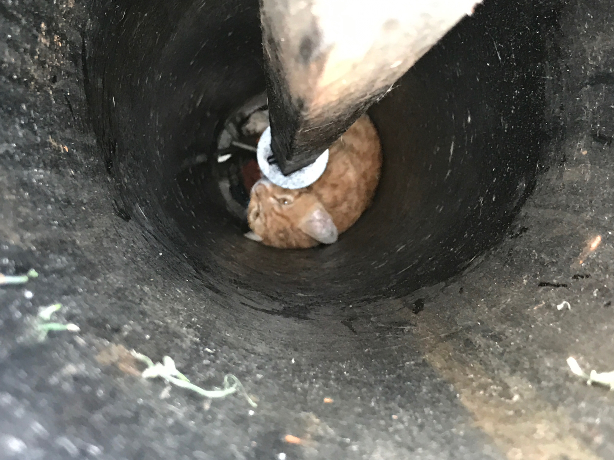This photo shows the kitten at the bottom of the hole where the hydrant should be. (Photo Courtesy of Louisville Water)